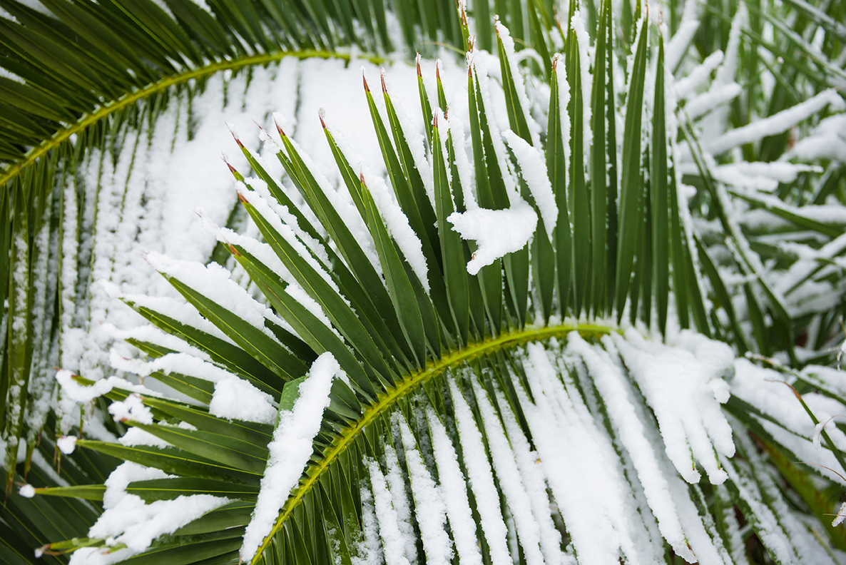 Palm tree leaf with snow