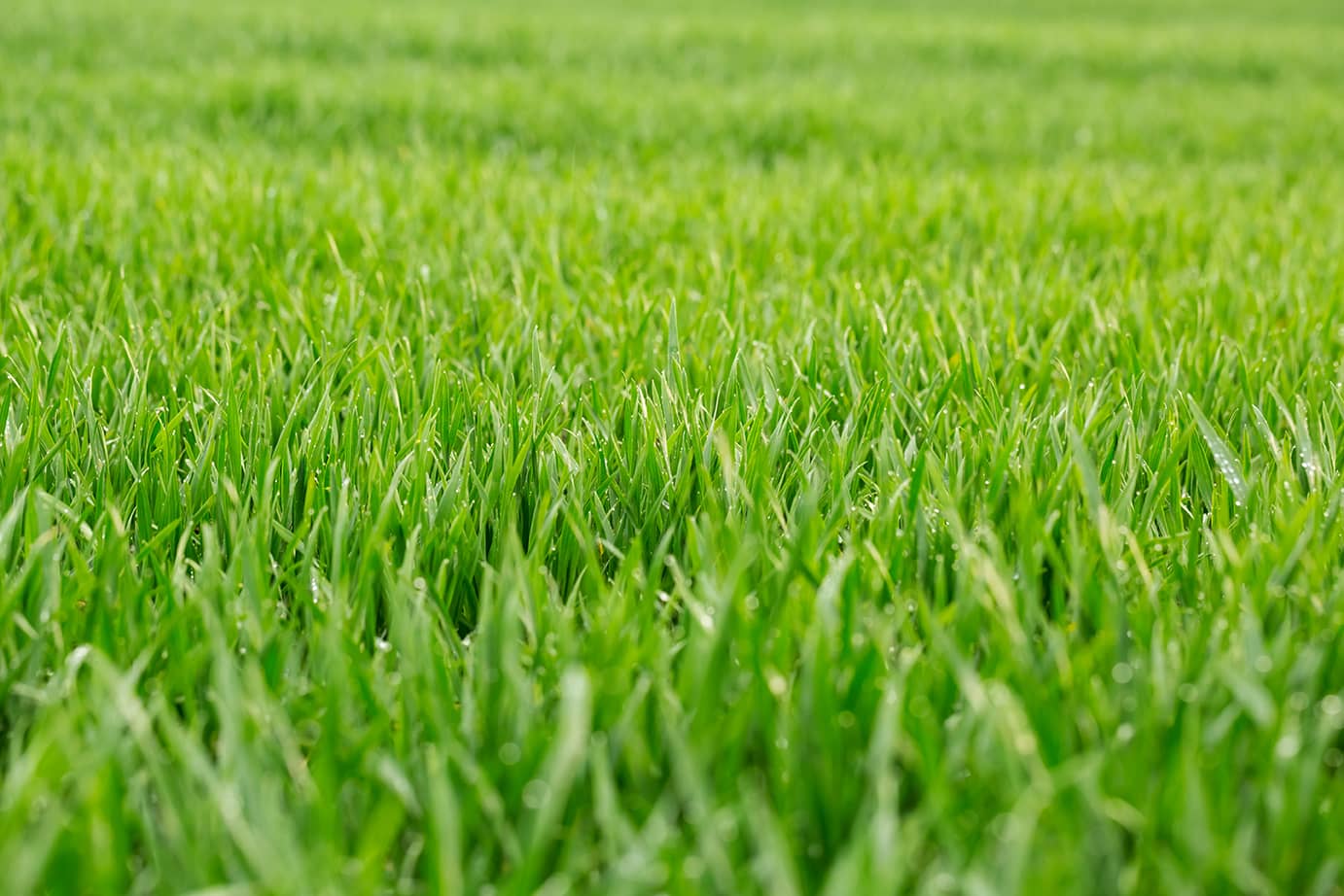 Fescue Turf Program