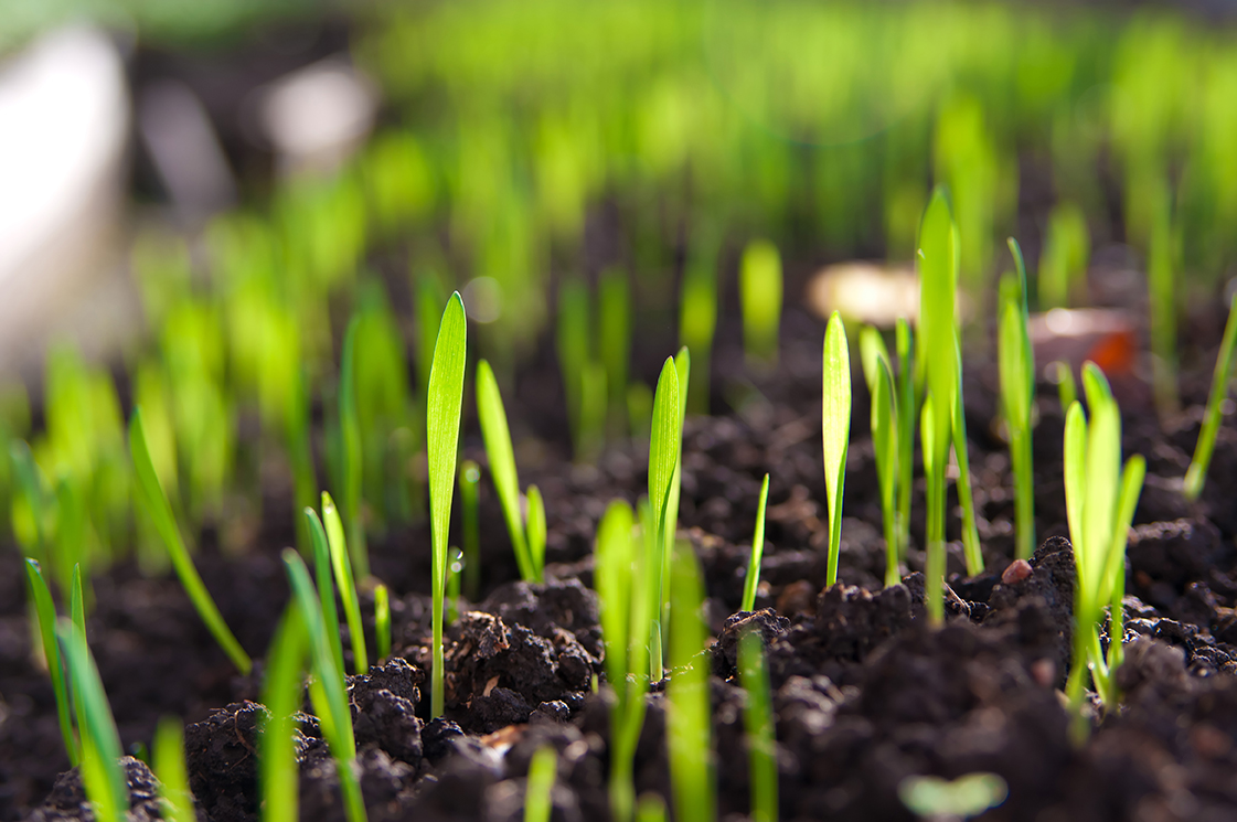 closeup of young sprouts