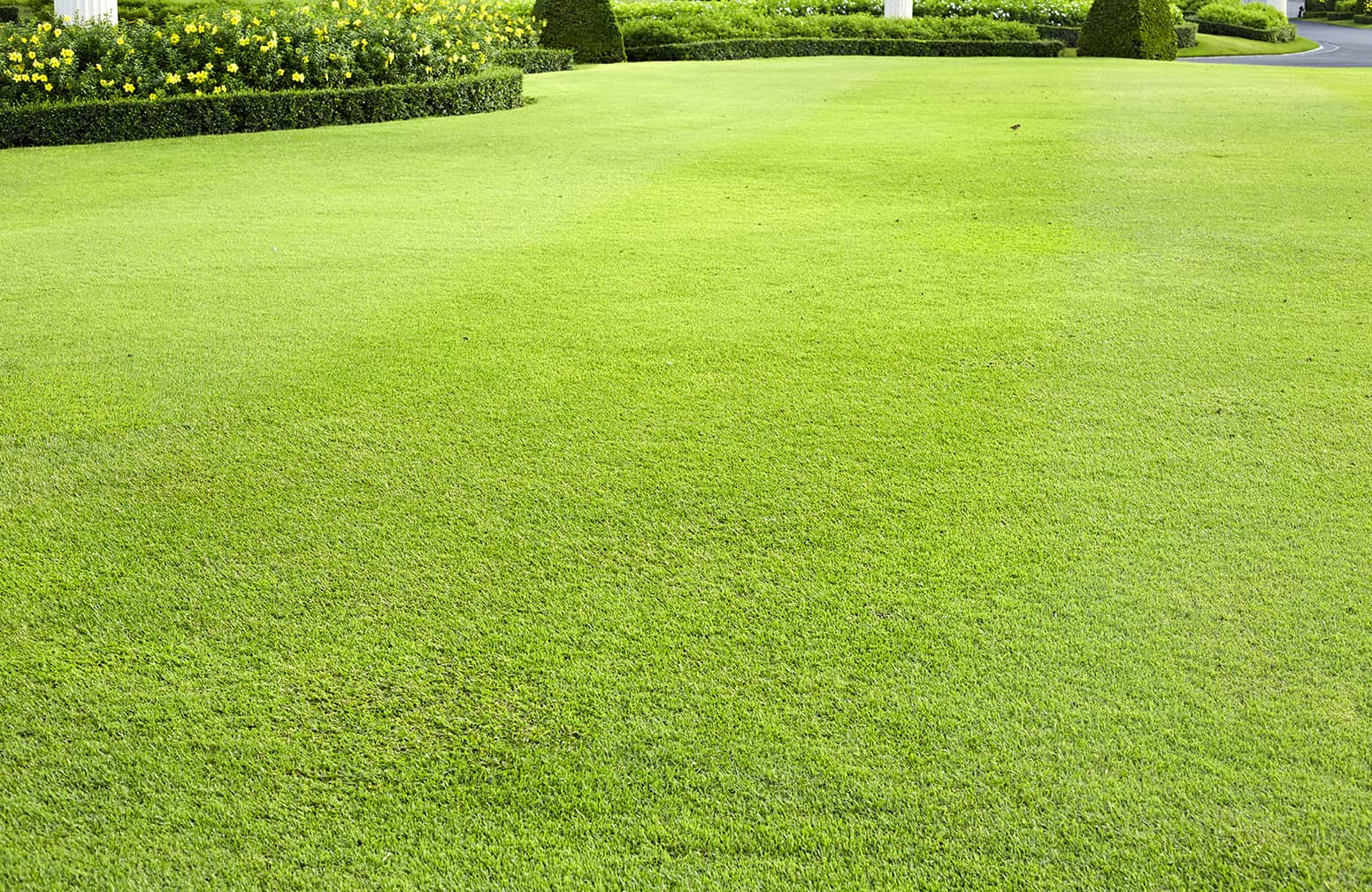 Summer Turf Program