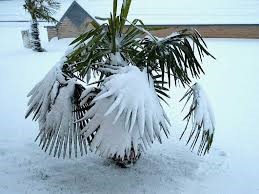 wintertreeshrub