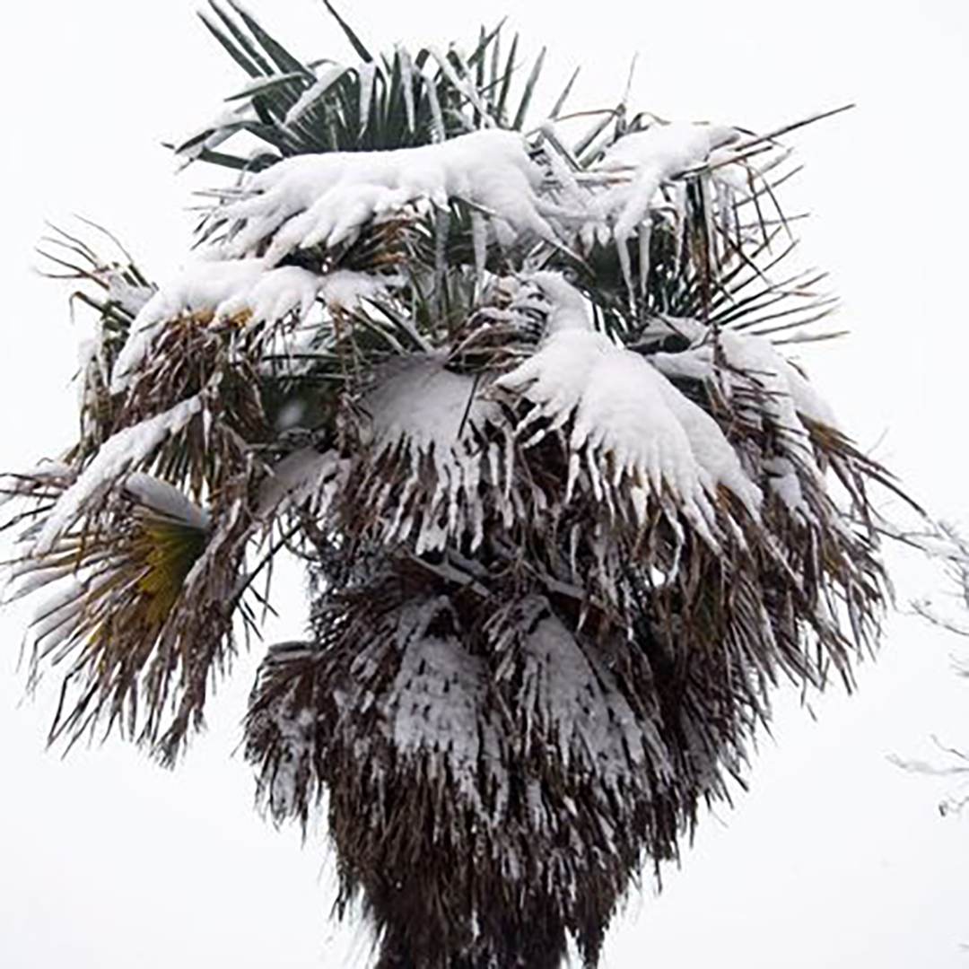 AquaLock Palm Winterization