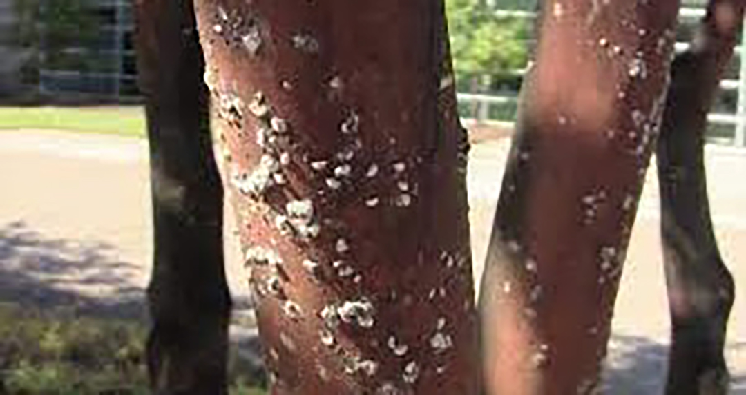 Crepe Myrtle Bark Banding