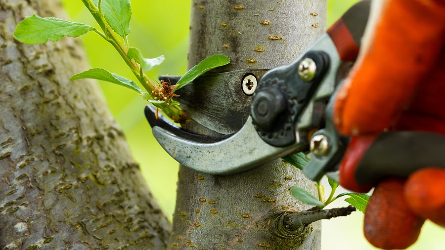 Prune shrubs and trees correctly