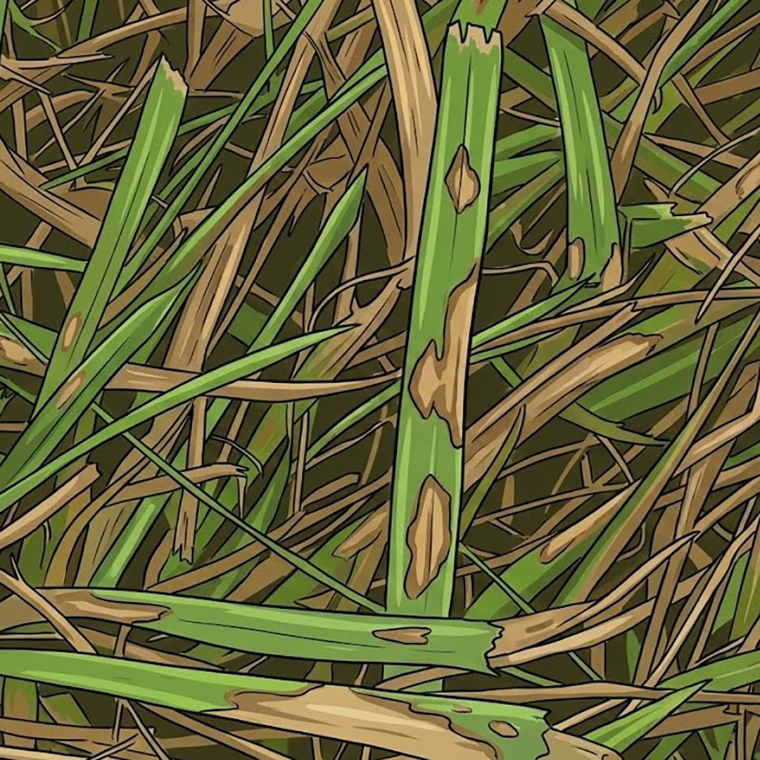 An illustration of Brown Patch Disease Lesions