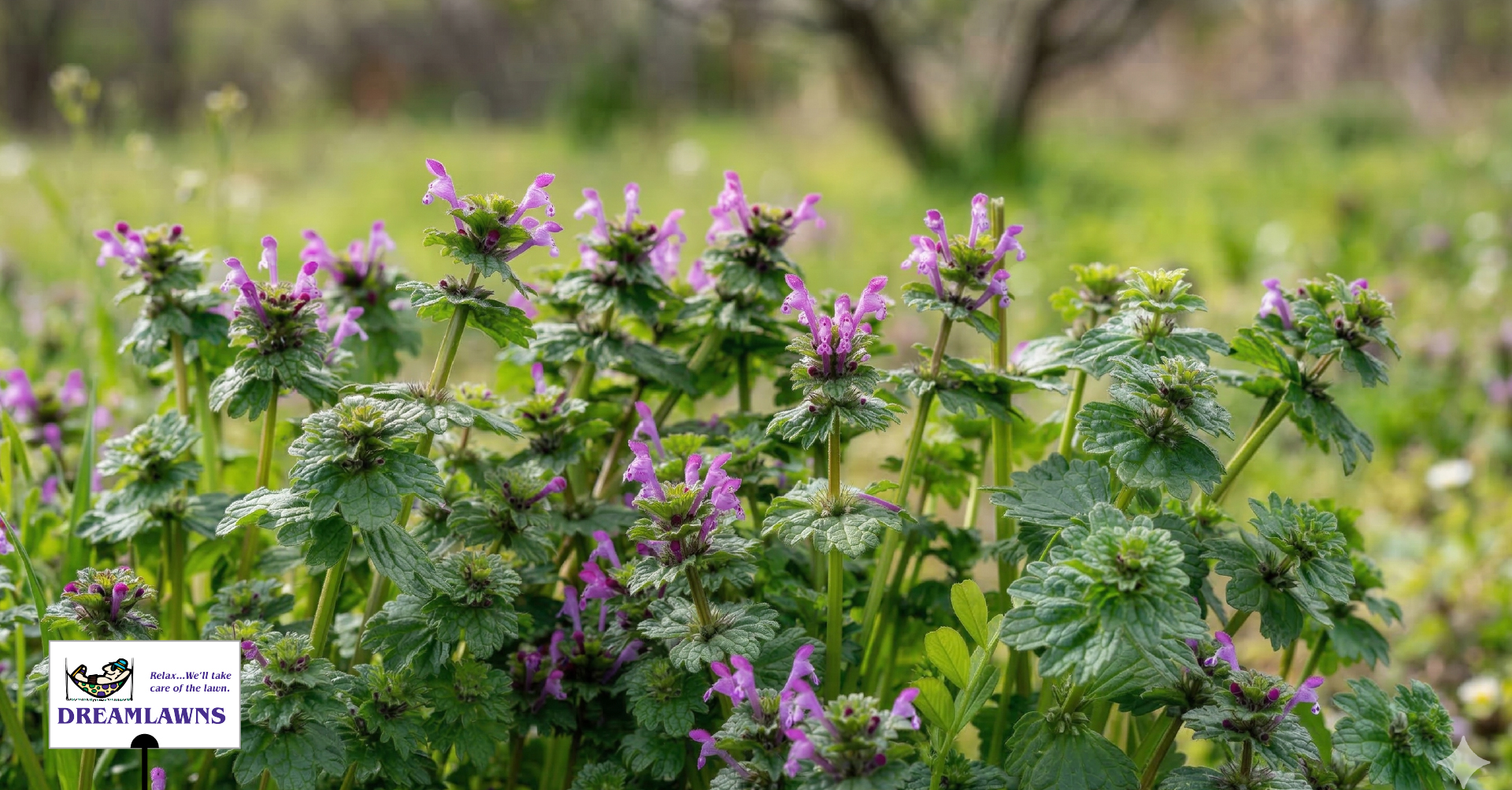 Henbit Hassle_LinkedIn Post