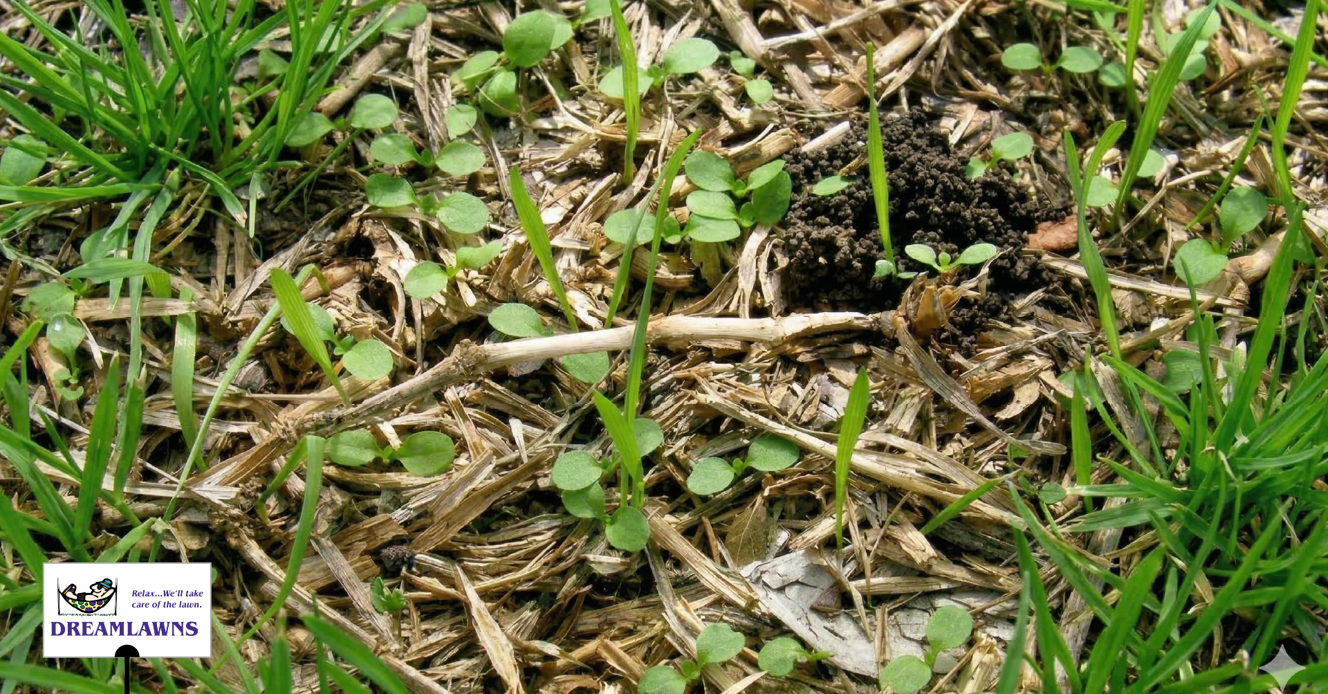 The life cycle of a weed_LinkedIn Post