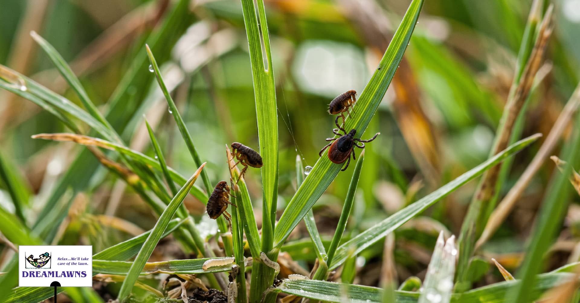 Fleas and Ticks V1_LinkedIn Post